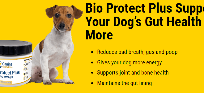 Bio Protect Plus Reviews – Supports Your Dog’s Gut Health, Shocking Result